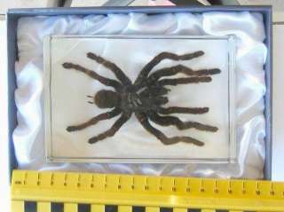 Real insect Spider paper weight   Real Tarantula  