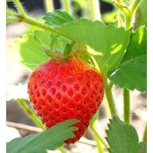  Sweet Charlie Strawberry Seed Pack Patio, Lawn & Garden