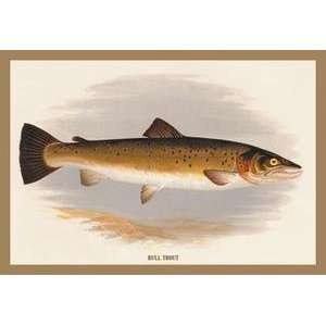  Vintage Art Bull Trout   15577 9