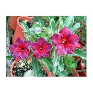  Kalejdoscope Adenium 3 Seeds Patio, Lawn & Garden