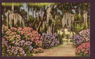 Driveway To The Postern Summerville SC South Carolina Vintage Postcard 
