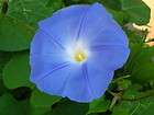 Morning Glory Mix Blue Red Pink White 500 Seeds Quality