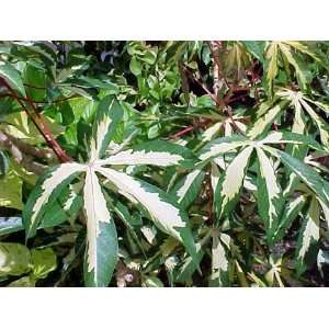  Tapioca Plant   Manihot   Tropical/House/Bonsai/Cassova 