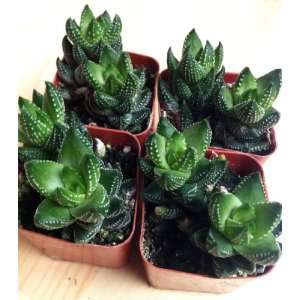  Succulent Green Claw 4 Pack Patio, Lawn & Garden