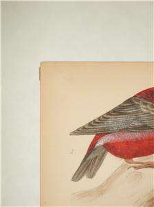 Pair H/C 19th Cen Bird Engravings Swallow Bullfinch  