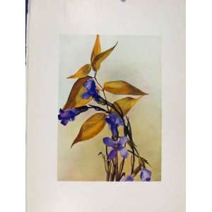   48 Convallaria Gentiana Flower Plant Sketch Print