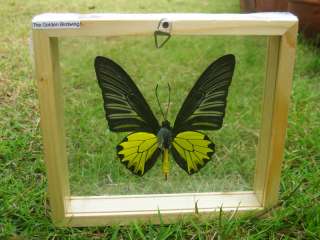 YOU ARE BIDDING ON BEAUTIFUL BUTTERFLY IN WOODEN DOUBLE GLASS FRAME