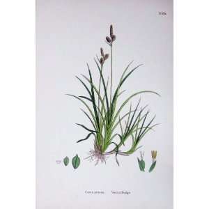   Botany Plants C1902 Vernal Sedge Carex Praecox Colour