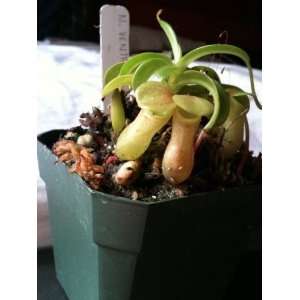  Nepenthe Ventricosa Carnivorous Plant, Pre potted 