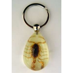  Glow in the Dark Scorpion Key Chain Tag Holder Office 