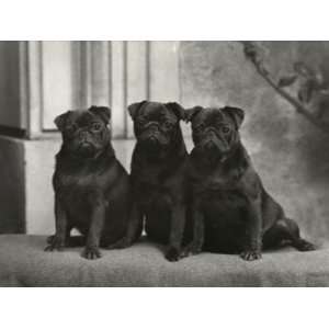  A Group of Three Banchory Pugs Sitting in a Row. Owner 