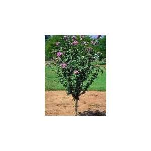  Rose of Sharon Shrub/Tree 5 seedsnice color Patio, Lawn 