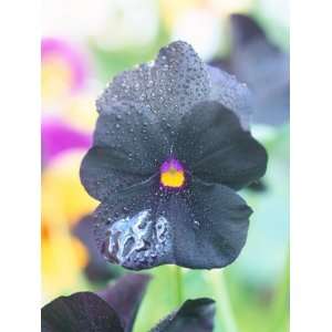  Viola (Molly Sanderson) Pansy, Close up of Black Flower 