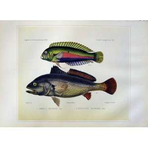   C1990 Fish Green Razorfish Johnius Crouvina Splendens