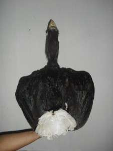 Bird, Taxidermy  Wreathed Hornbill Rhyticeros undulatus  