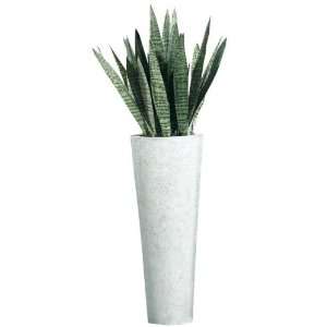  55h Sansevieria Topiary