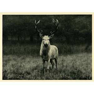  1949 Print Royal White Stag Deer Wurttemberg Denmark 