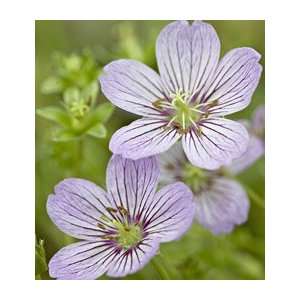  Geranium cinereum Alice Patio, Lawn & Garden