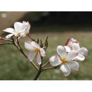  Blooming Pink and White Blossoms Growing on Twig 