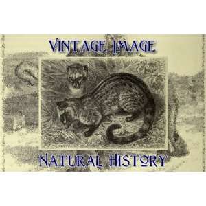   Vintage Natural History Image The Common Palm Civet