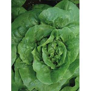  The Cooks Garden   Lettuce, Matchless Patio, Lawn 