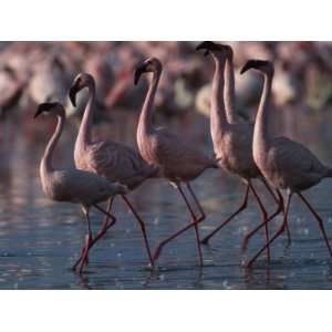  Lesser Flamingoes, Lake Nakuru National Park, Kenya 