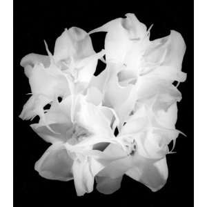  Double White Brugmansia_Black and White, Limited Edition 