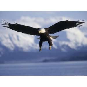 Bald Eagle Descends along the Shores of Southeast Alaska National 