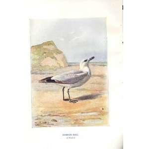  Common Gull By A Thorburn Wild Birds Print 1903