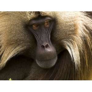  Close Up of a Male Gelada Baboon (Theropithecus Gelada 