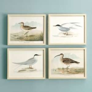  Seabirds & Shorebirds Giclee Prints  Ballard Designs