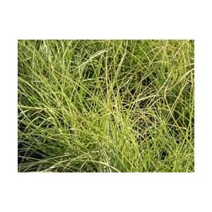   Grass   Little Kitten Miscanthus   #3 Container Patio, Lawn & Garden