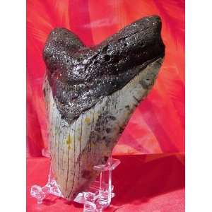  Custom Megalodon Shark Tooth Display Stand (3 7) Sports 