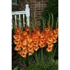  Gladiola Manteca 12 14 cm. 5 pack Patio, Lawn & Garden