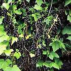 Jumbo Size Plant Consort Black Currant . Perfect for making Jams 