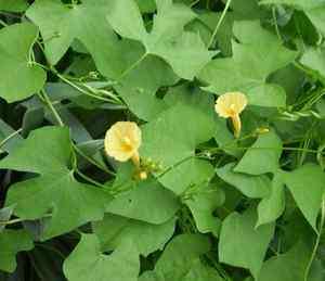   * SEEDS~Ipomoea hederifolia var. Lutea or YELLOW MORNING GLORY~SEEDS
