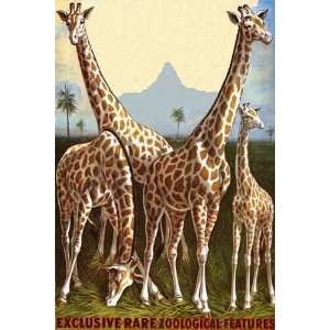   GIRAFFE ZOOLOGICAL FEATURES LARGE VINTAGE POSTER REPRO