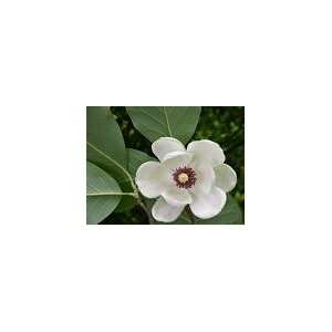  Magnolia Herbal Tea