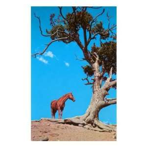  Horse with Gnarled Tree Premium Poster Print, 16x24