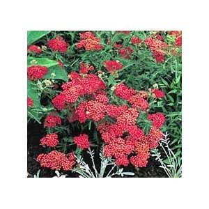  Achillea   Yarrow   Red Beauty Patio, Lawn & Garden