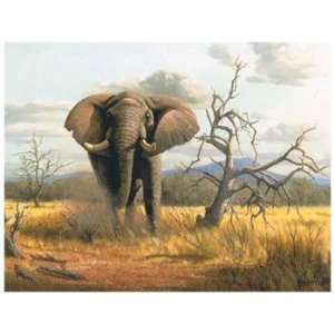  Charging Elephant   Poster by Clive Kay (20 x 16)