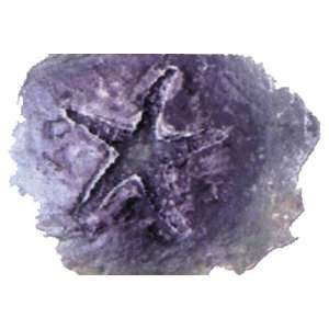  Bon Sea Life Stamp   Starfish 10