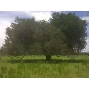  Live Oak Tree ~Shade tree~ Rapid Growth Rate Lot of 3  4 