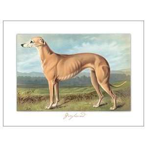  Unframed   6 x 8 Greyhound Print