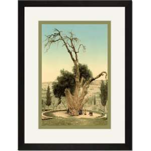  Black Framed/Matted Print 17x23, Abrahams Tree Mamreh on 