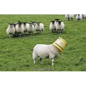  Sheep with a bucket on its head Framed Prints