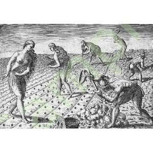  1591 Florida Indians,Miccosukee,Seminole,planting seeds 