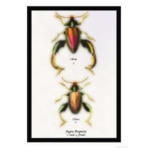  Beetle Chinese Sagra Buquetu Animals Giclee Poster Print 