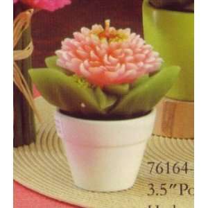  Small Pink Hydrangea in Pot Candle Flower