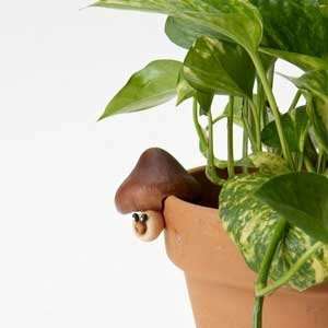  Home Grown Potted Plant Pot Sitter Zucchini Frog 